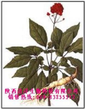 Radix Ginseng P.E.